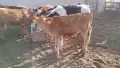 продавам женско жарсе, снимка 2