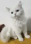 Персийски котенца , снимка 5