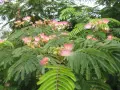 Albizia julibrissin, снимка 1