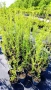 Къдрава върба ‘Тортуоса’, (Salix matsudana ‘Tortuosa’), снимка 13