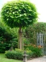 Каталпа, Catalpa bignonioides, снимка 2