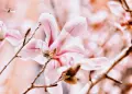 Sigma 18-200mm f/3.5-6.3 DC OS HSM обектив Никон, снимка 5