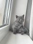 Британско коте, снимка 4