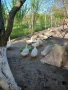 Пекински патици , снимка 2