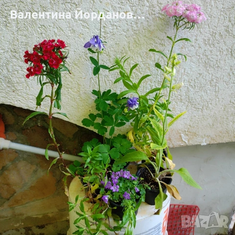 градински студоустойчиви цветя 