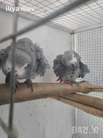 Двойка кралско жако , снимка 5 - Папагали - 55320861