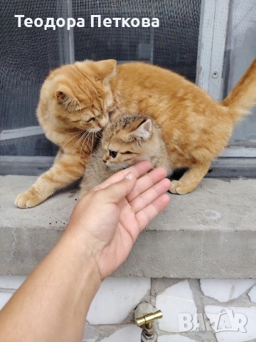 мъжко котенце на 2месеца , снимка 4 - Други - 55216634