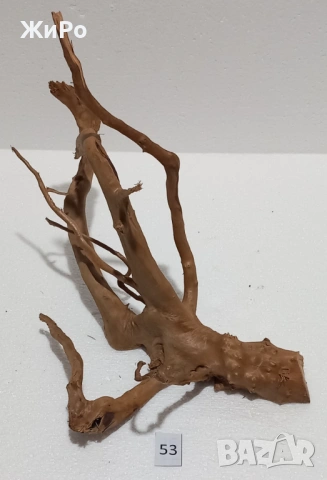 Корен от Азалия /декорация/ 53, снимка 3 - Други - 54102224