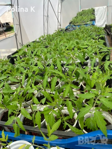Разсад домати краставици пипер, снимка 2 - Разсади - 54324493