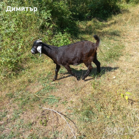 продавам 3 кози и 4 ярета, снимка 13 - Кози - 54900014