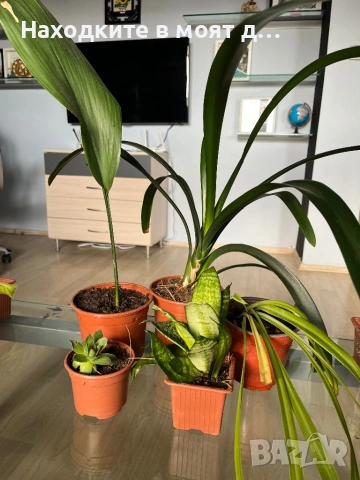 Комплект 5 растения