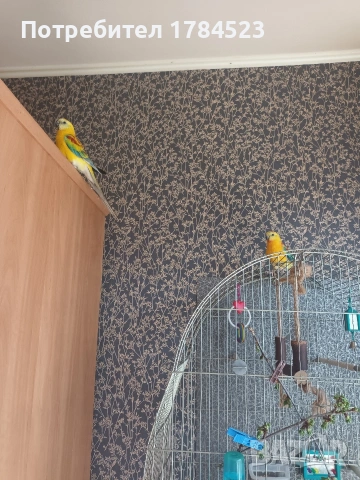 поен папагал млад. , снимка 8 - Папагали - 54165345