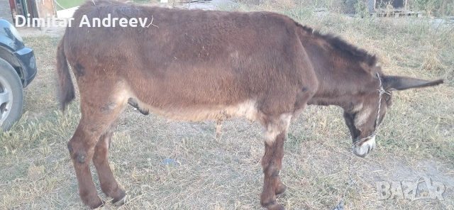 мъжко скупено 