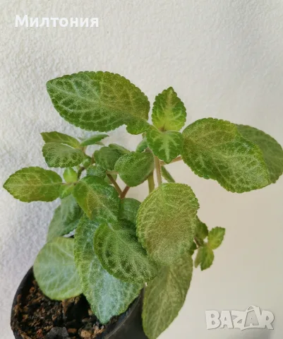 Еписция episcia cupreata , снимка 2 - Стайни растения - 55453059