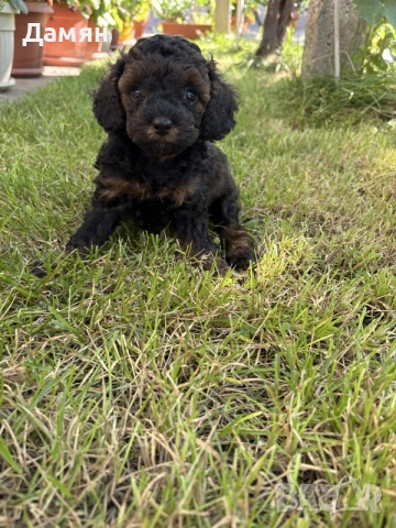 той пудел фантом