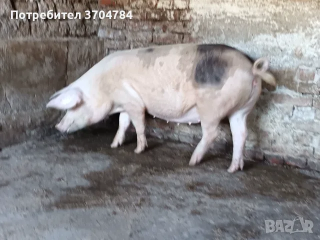 Продавам спрасна свиня , снимка 4 - Прасета - 55536756
