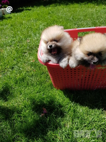 Померан померанчета Гр. София , снимка 4 - Померан - 54318919