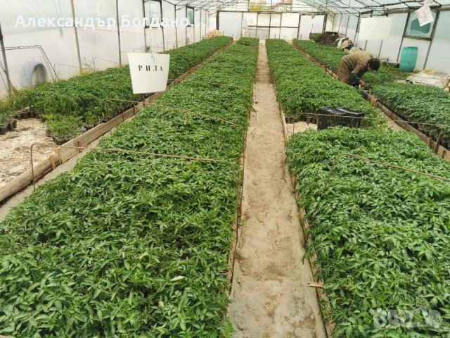 Продавам качествен разсад домати и краставици, от дългогодишен производител! 