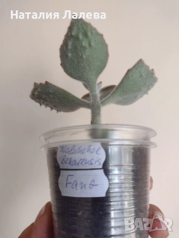 Каланхое, kalanchoe beharensis Fang, снимка 3 - Стайни растения - 55231537