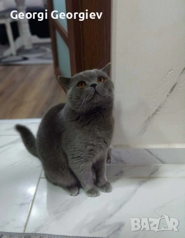 Британски котета, снимка 5 - Други - 54729529