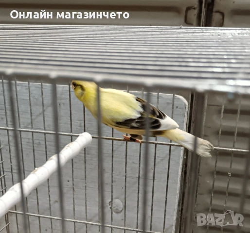 Продавам млади канарчета , снимка 2 - Канари - 54643999