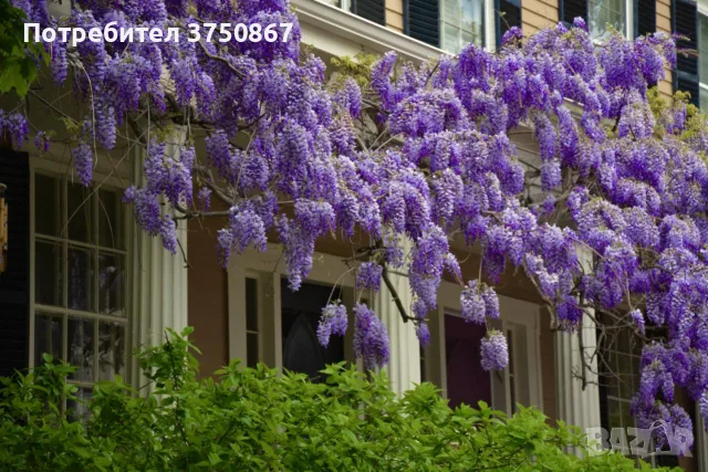 💜🌿💜 Глициния / Вистерия (Wisteria), снимка 3 - Градински цветя и растения - 55411177