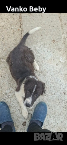 Продават се две каракачански кучета на 3 месеца мъжко и женско , снимка 6 - Каракачанска овчарка - 54226750