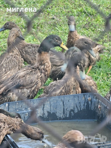 Продавам яйца от Каки Кембъл, снимка 2 - Патици и гъски - 53980359