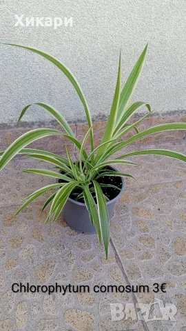 Хлорофитум Chlorophytum comosum 