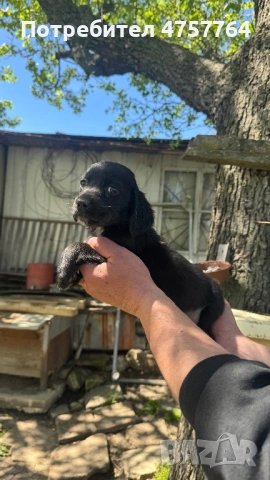 Кокер шпаньол, снимка 3 - Кокер шпаньол - 54329930