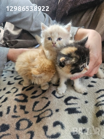 персийски котенца персийска котка , снимка 3 - Други - 54587417