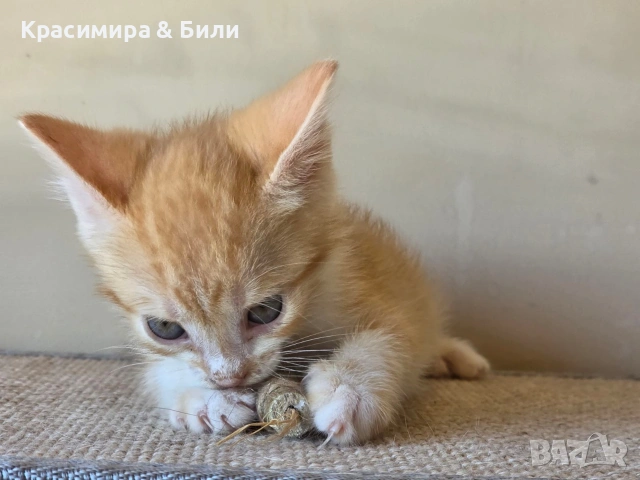 Малки котенца търсят дом
