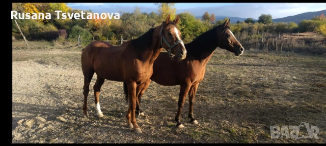 Уроци по конна езда, снимка 2 - Други курсове - 54533126