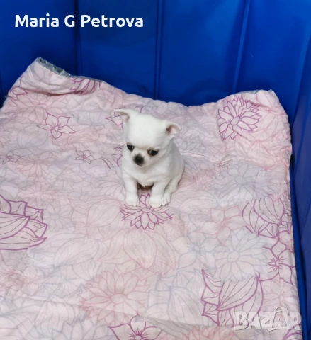 Мъжко чихуа, снимка 2 - Чихуахуа - 54809285