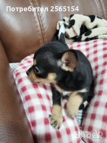 мъжки пинчер, снимка 4 - Пинчер - 54129980