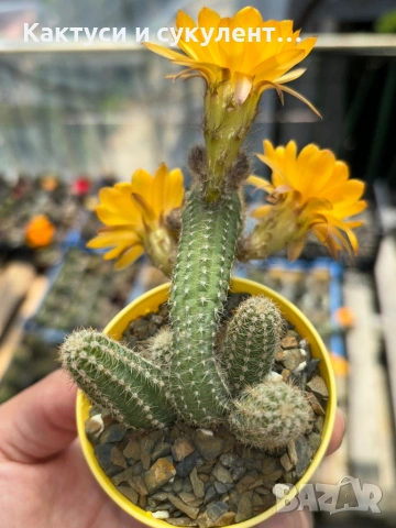 Кактус Chamaecereus Hybrid жълто оранжев цвят много красив цъфтеж, снимка 3 - Градински цветя и растения - 54924919
