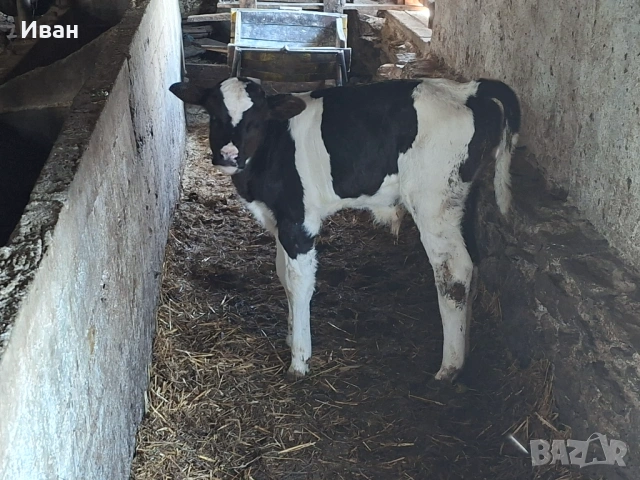 Продавам телета, снимка 2 - Крави - 54069216