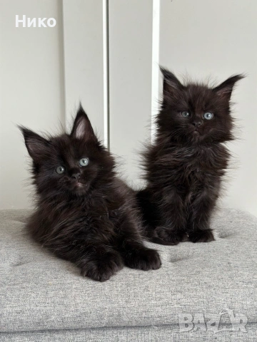 Мейн кун котенца / Мейн куун котенца / Maine coon kittens
