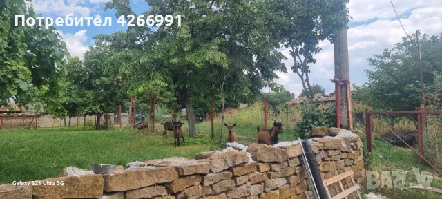 френски алпин свободни., снимка 2 - Кози - 55468529