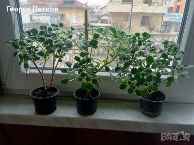 Дървото на Парите (Айхризон), около 25 - 30 см.- 10 €/бр.