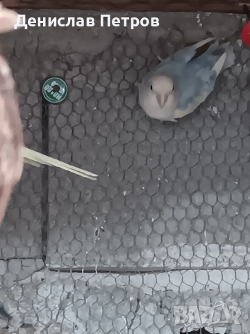 папагали неразделки , снимка 6 - Папагали - 54215349