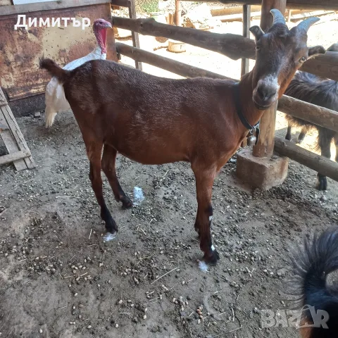 Три кози и 4 ярета, снимка 3 - Кози - 55420932
