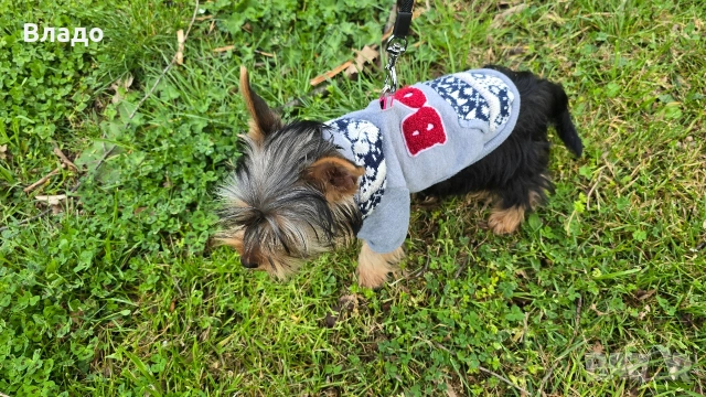 Йоркширски териер, момченце със всички аксесоари , снимка 5 - Йоркширски териер - 54082629