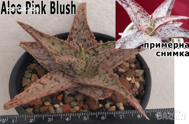 Алое (Aloe Pink Blush), сукулентно растение