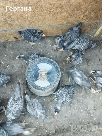 🐔петлета суперхарко 3,5 🐓