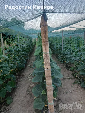 Продавам корнишони , снимка 2 - Разсади - 55360424