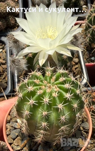 Кактус Echinopsis Hybrid цвят кремаво бяло цъфтящи растения, снимка 6 - Градински цветя и растения - 55182543