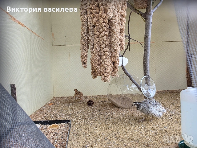 Свободна двойка Вирджински пъдпъдъци миналогодишни