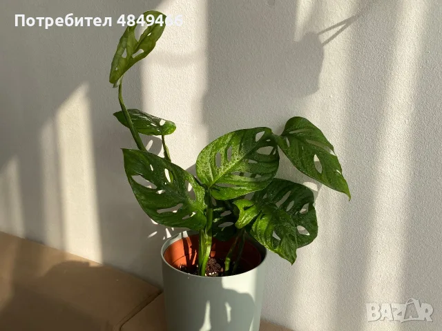 Монстера Манки Маск