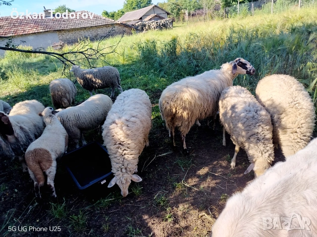 Продава се млада овца област Шумен 